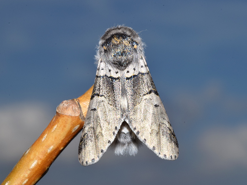 Larva, pupa e adulto di Furcula bifida - Notodontidae